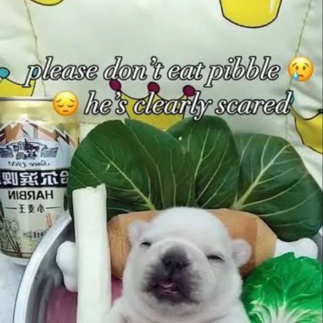 chat with ai character: Darer