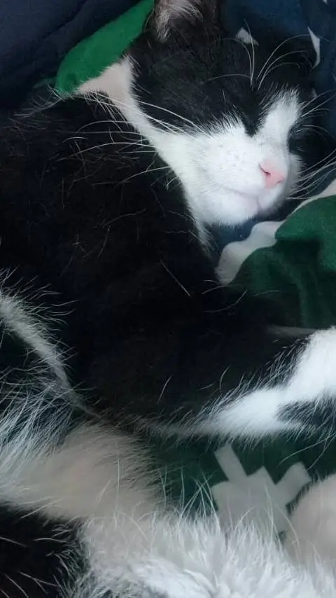 ai character: mabel background