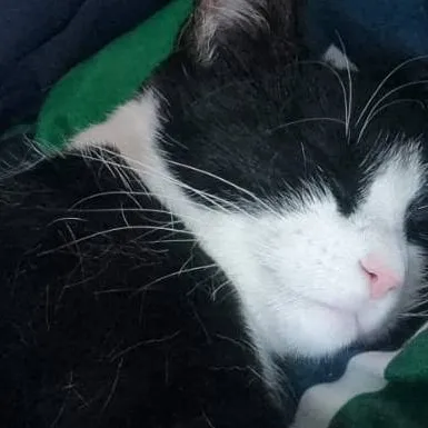 chat with ai character: mabel