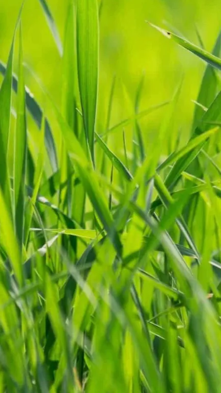 ai character: Grass background