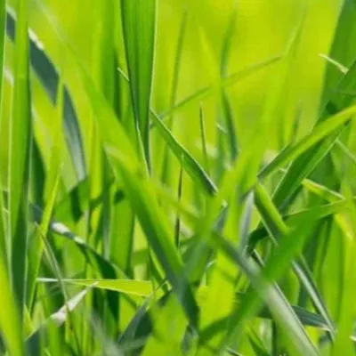 chat with ai character: Grass