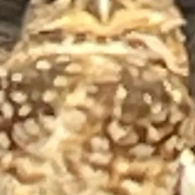 chat with ai character: Heyy