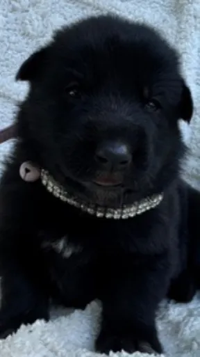 ai character: Dalia  background