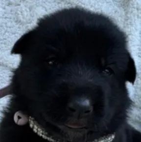 chat with ai character: Dalia 