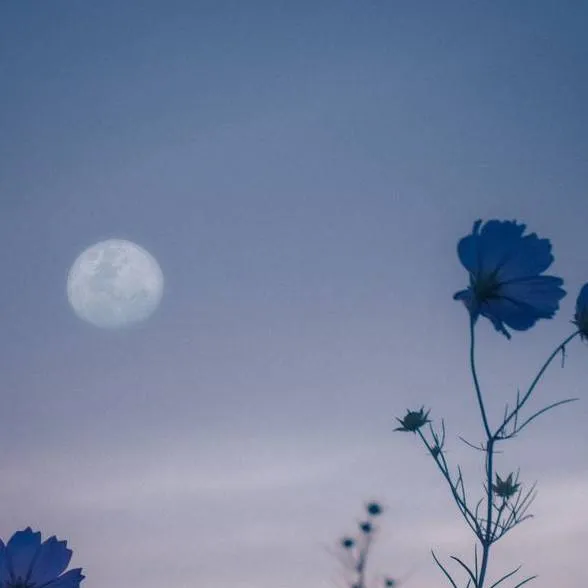 chat with ai character: ~suggestions~