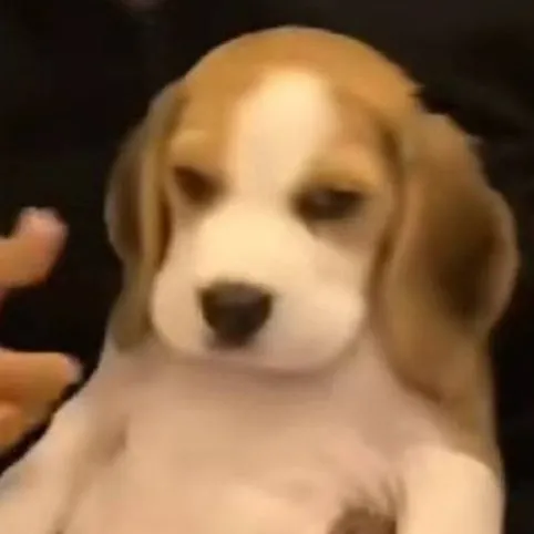 chat with ai character: really british pup