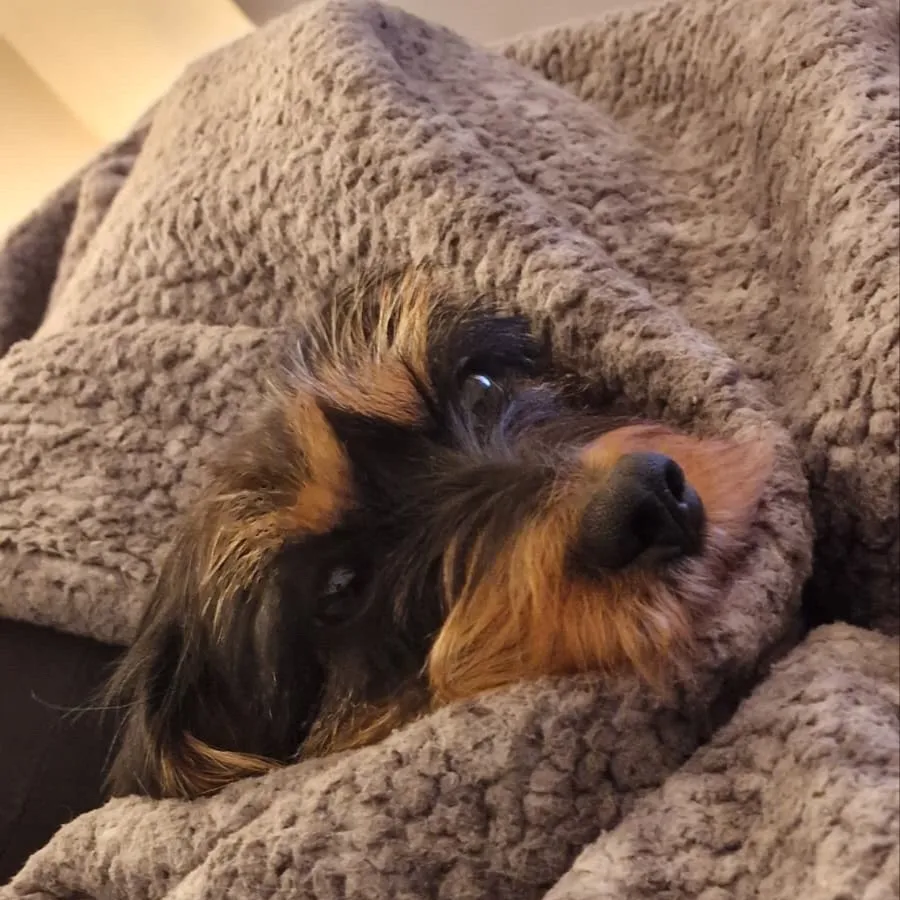 chat with ai character: Nala