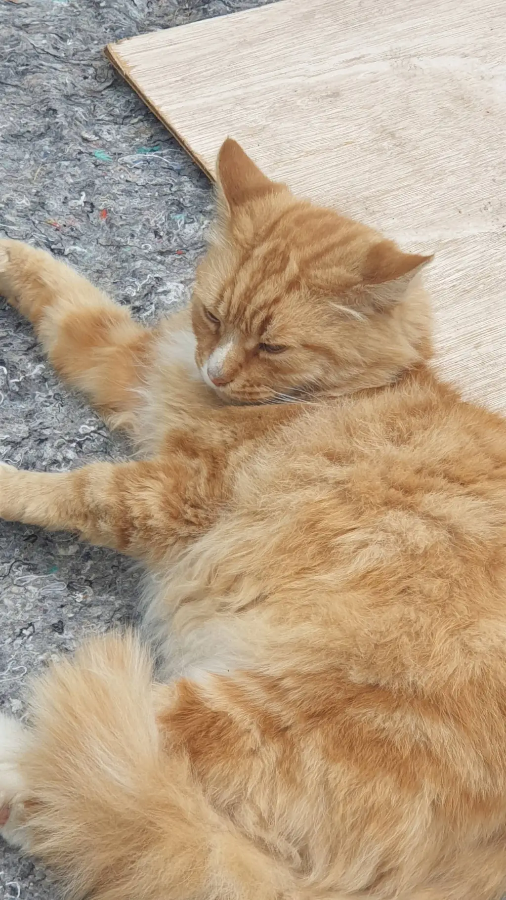 ai character: cat background