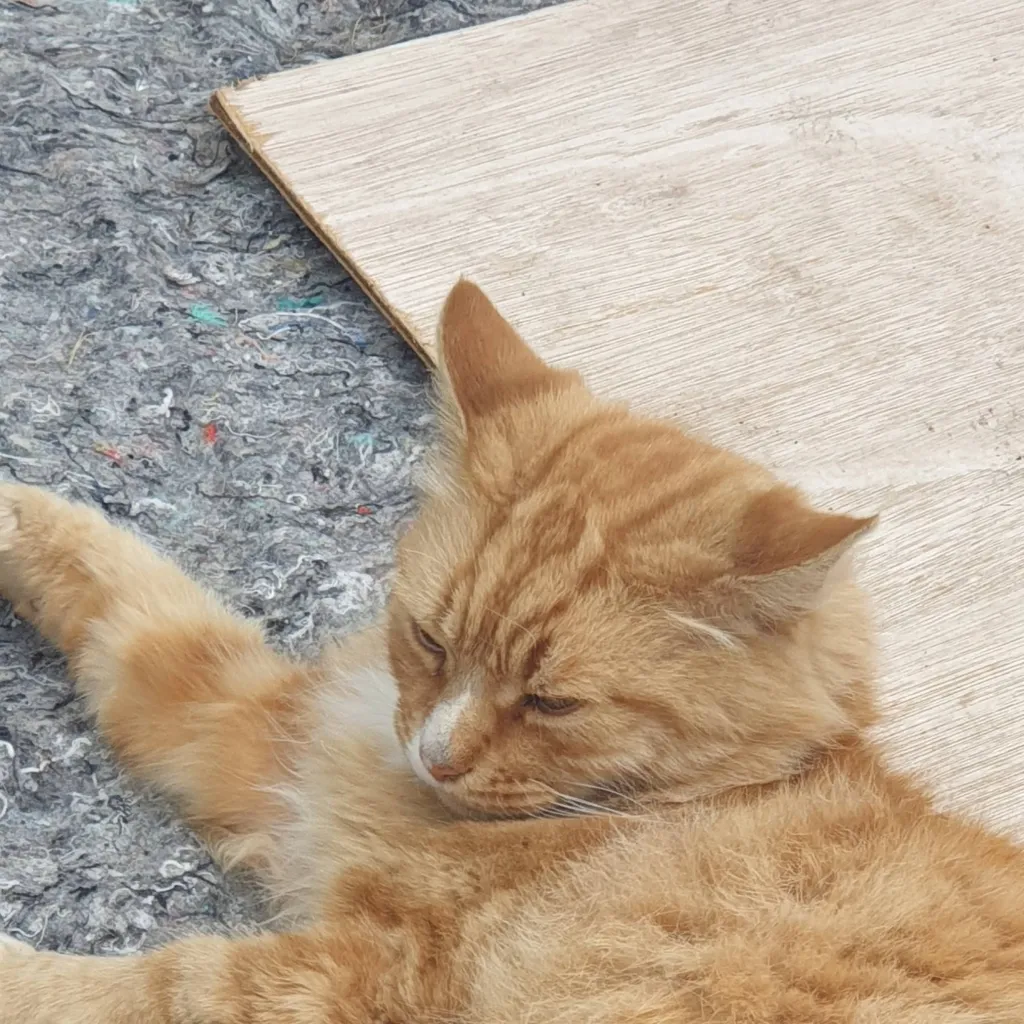 chat with ai character: cat