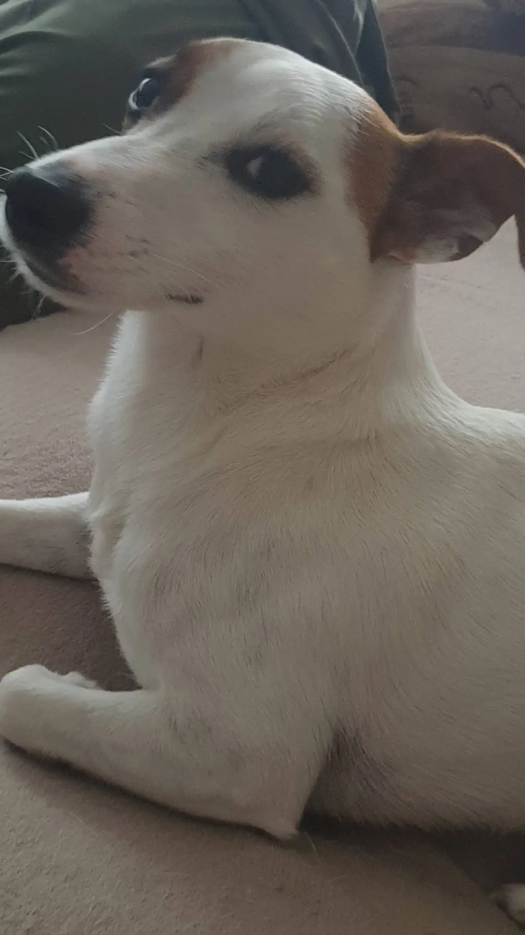 ai character: ☆Felix ☆ background