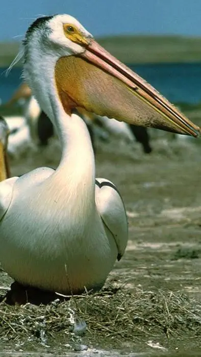 ai character: Pelican background