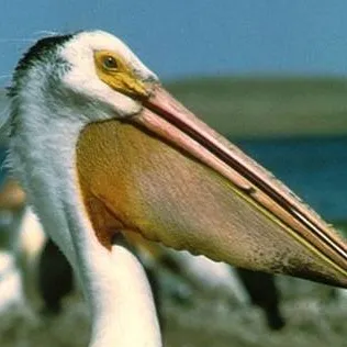 chat with ai character: Pelican