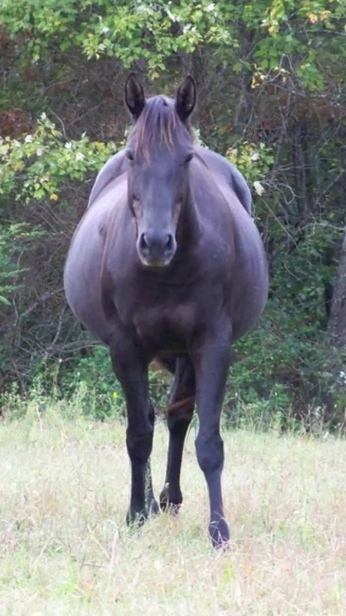ai character: Bloated horse background