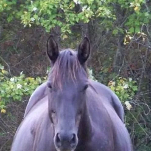 chat with ai character: Bloated horse