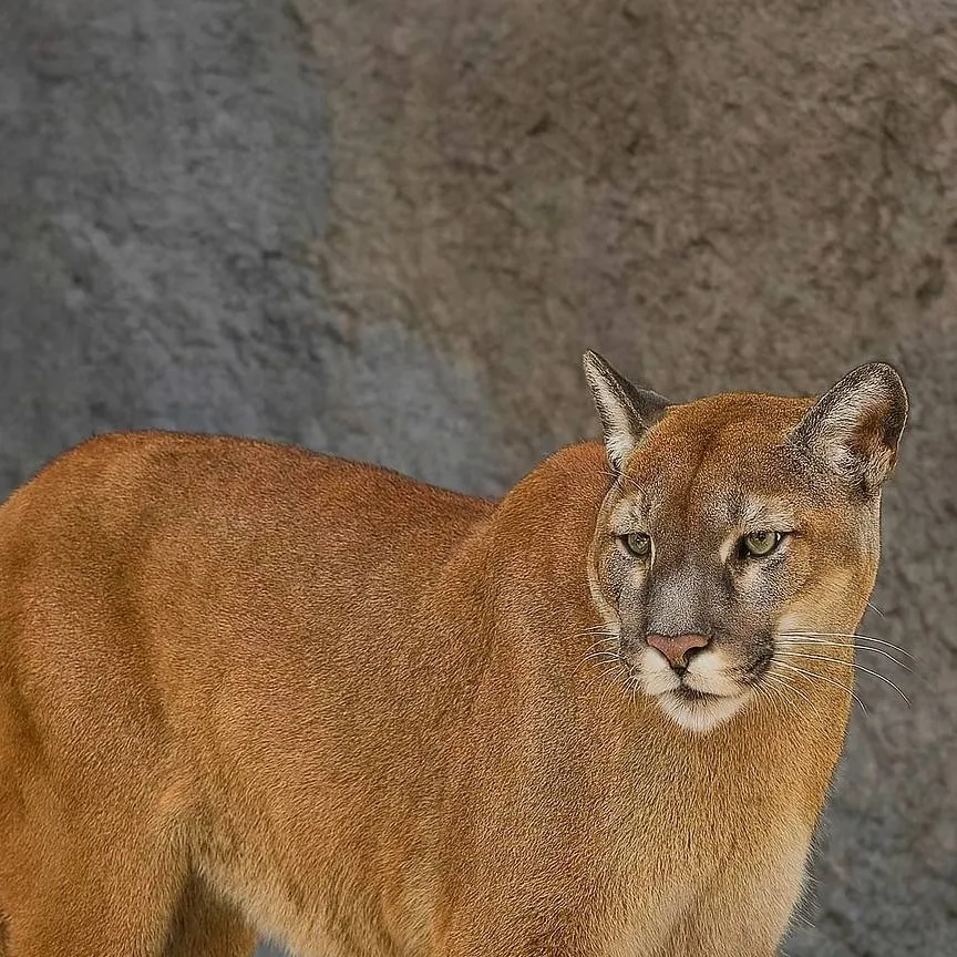 chat with ai character: Cougar