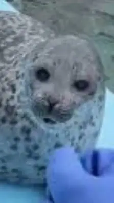 ai character: Yo chan the Seal background
