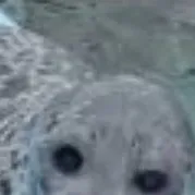 chat with ai character: Yo chan the Seal