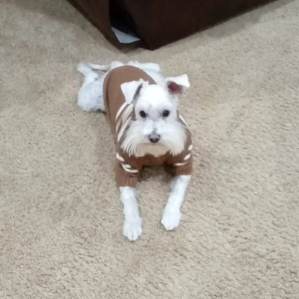 chat with ai character: sherman