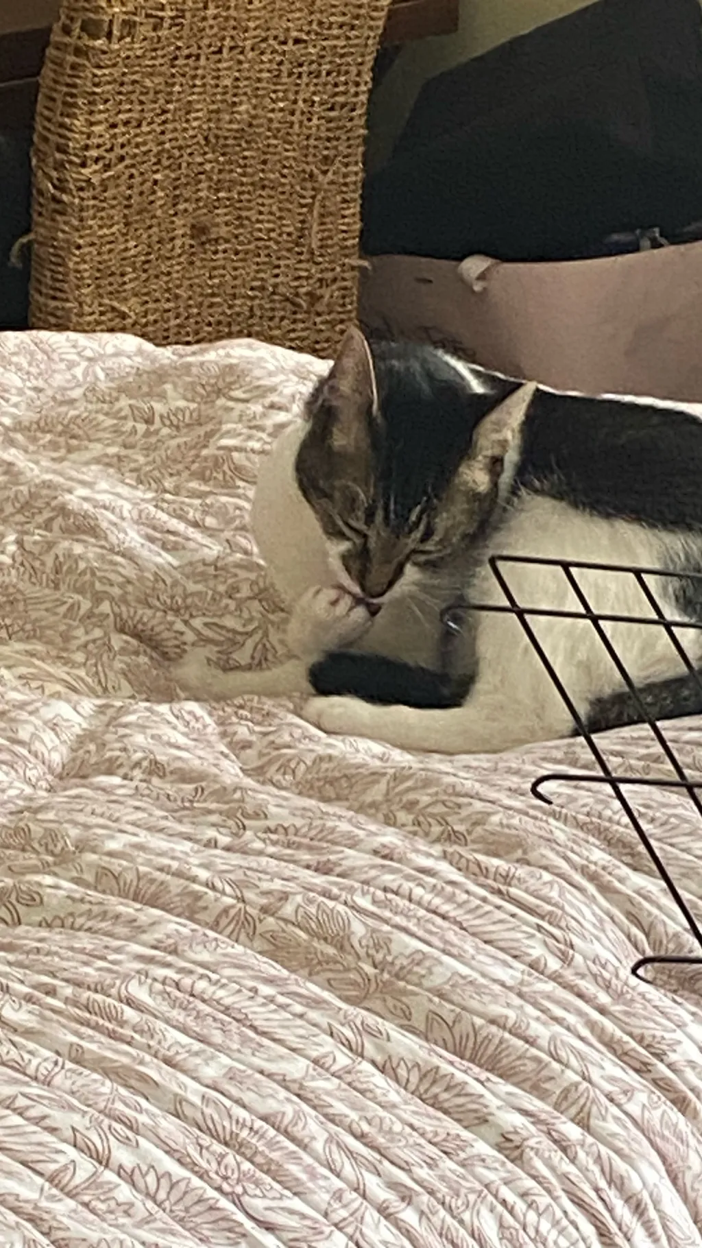 ai character: My cat background