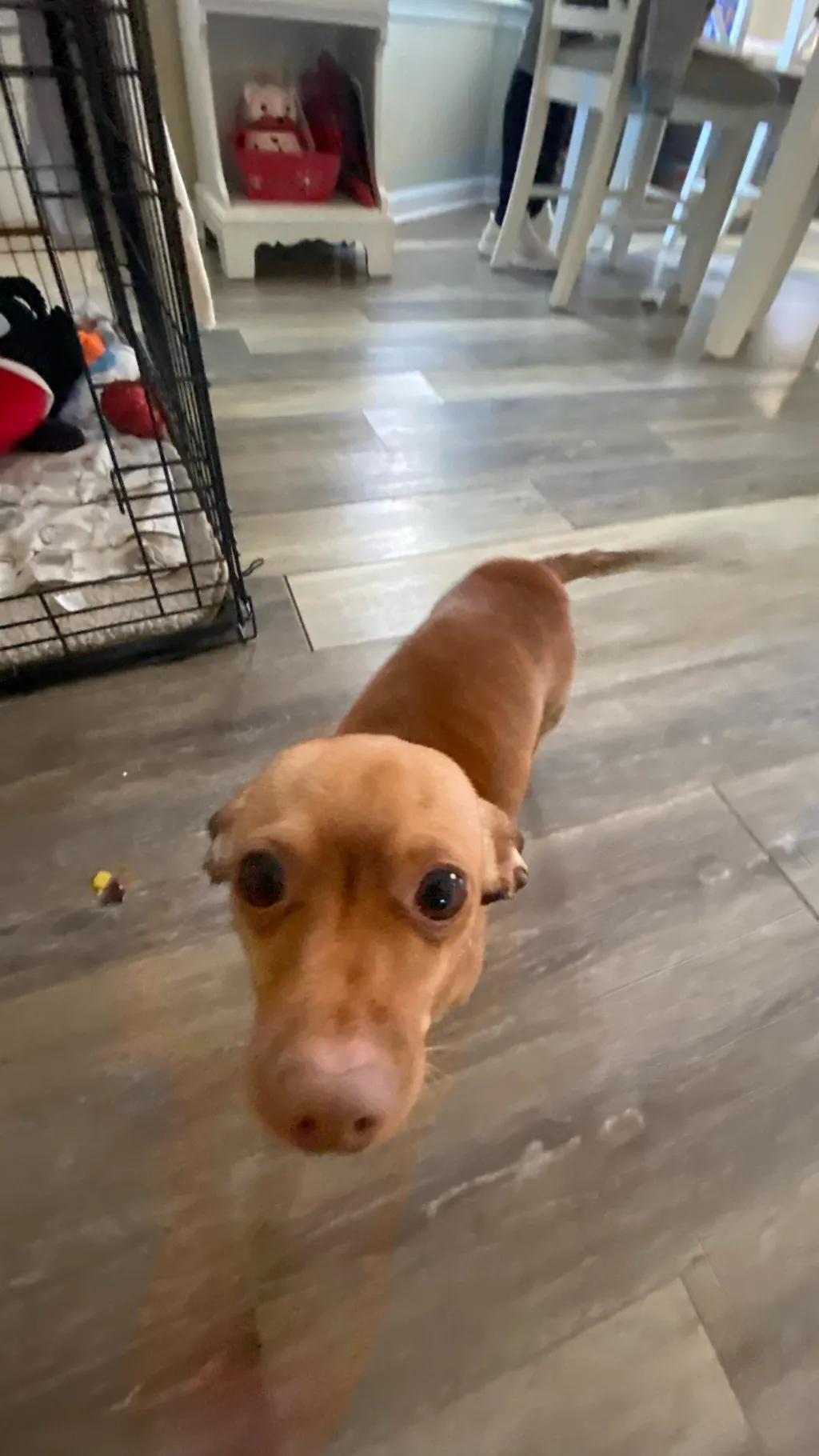ai character: My dog background