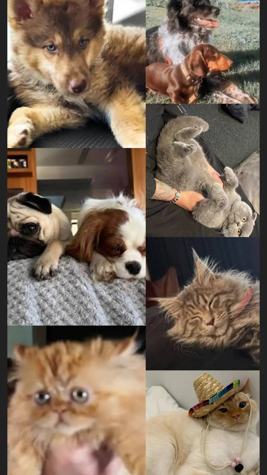 ai character:  <{THE ANIMALS}> background