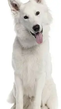 ai character: Rex background