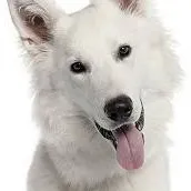 chat with ai character: Rex