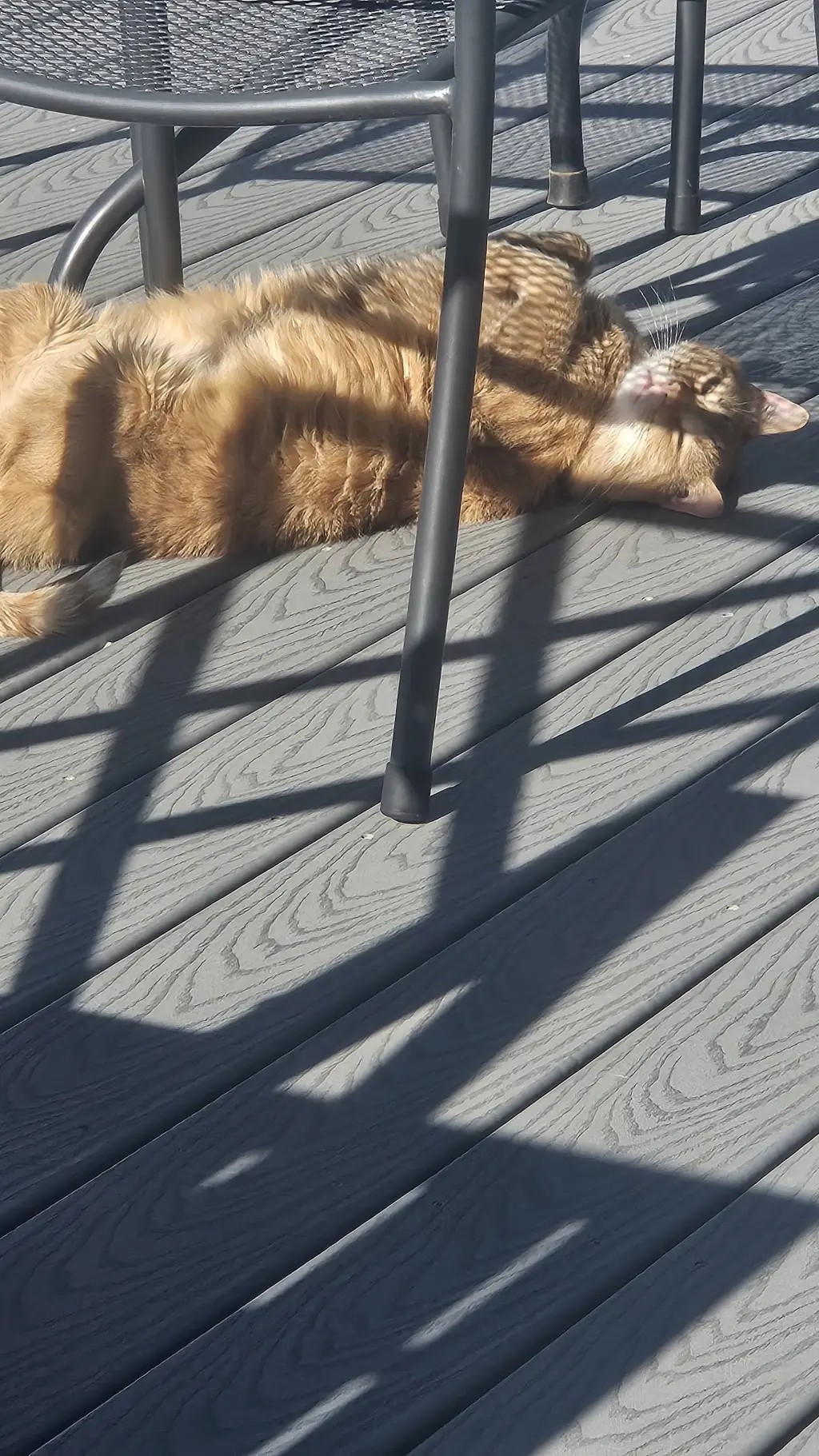 ai character: my cat background