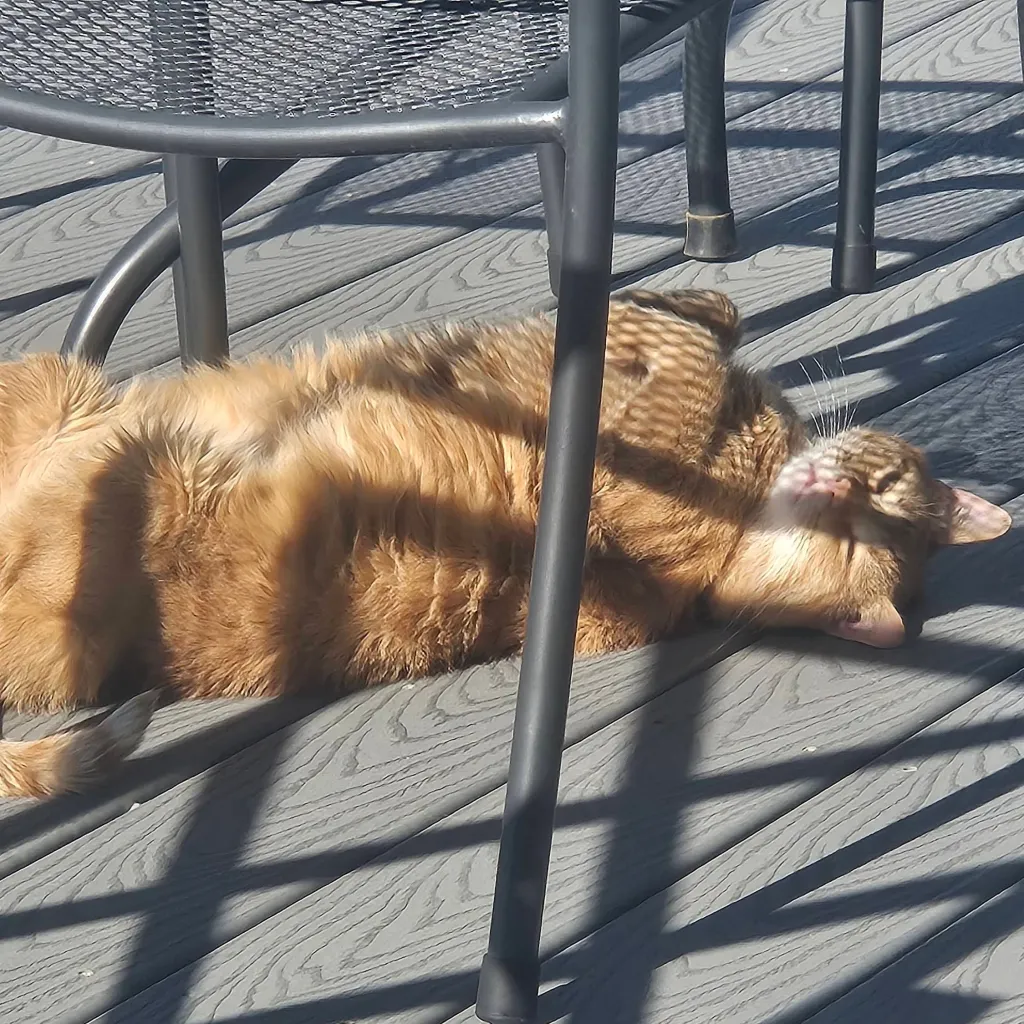 chat with ai character: my cat