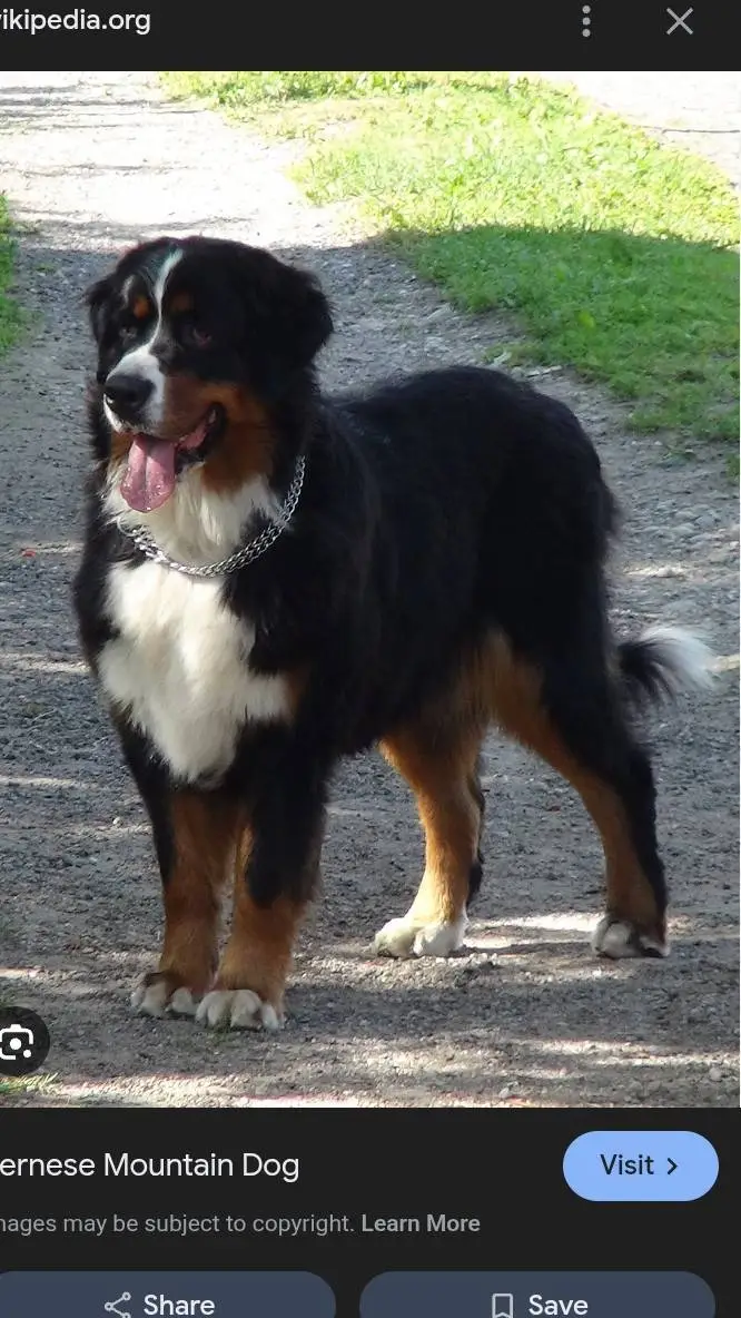 Talkie AI - Chat with you're dog