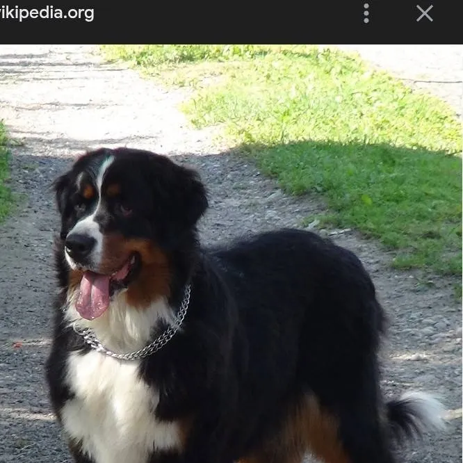 chat with ai character: you're dog