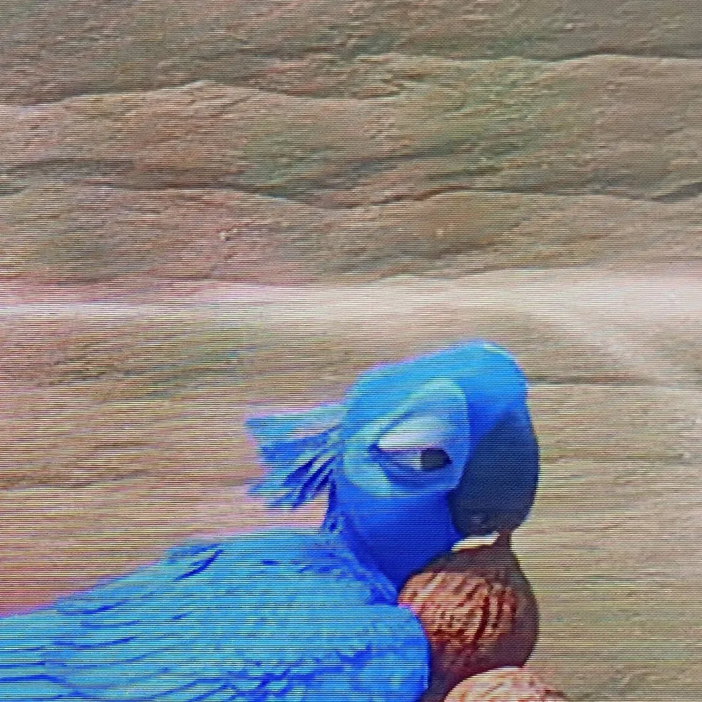 chat with ai character: Female macaw 