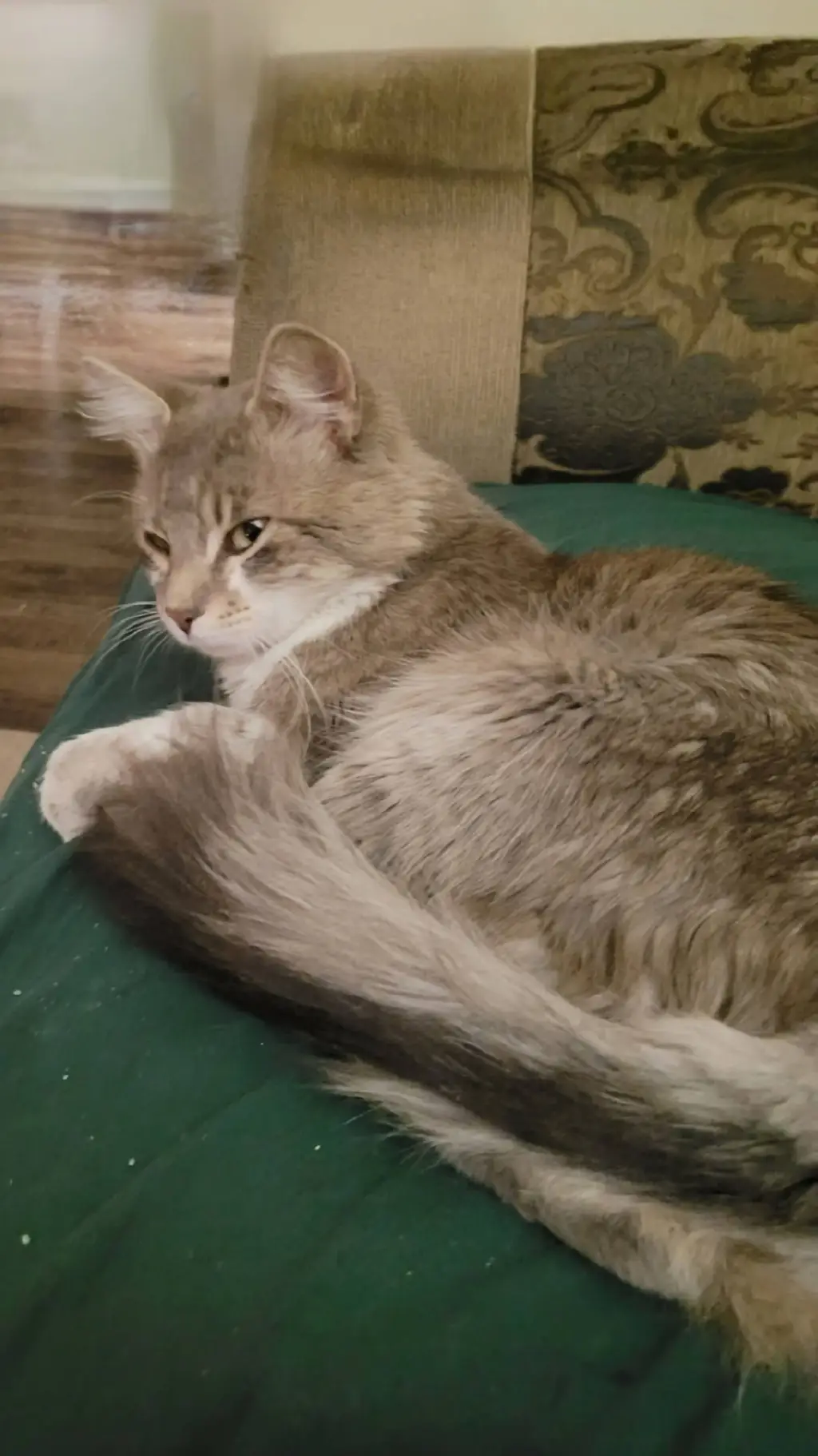 ai character: Buddy the Cat background