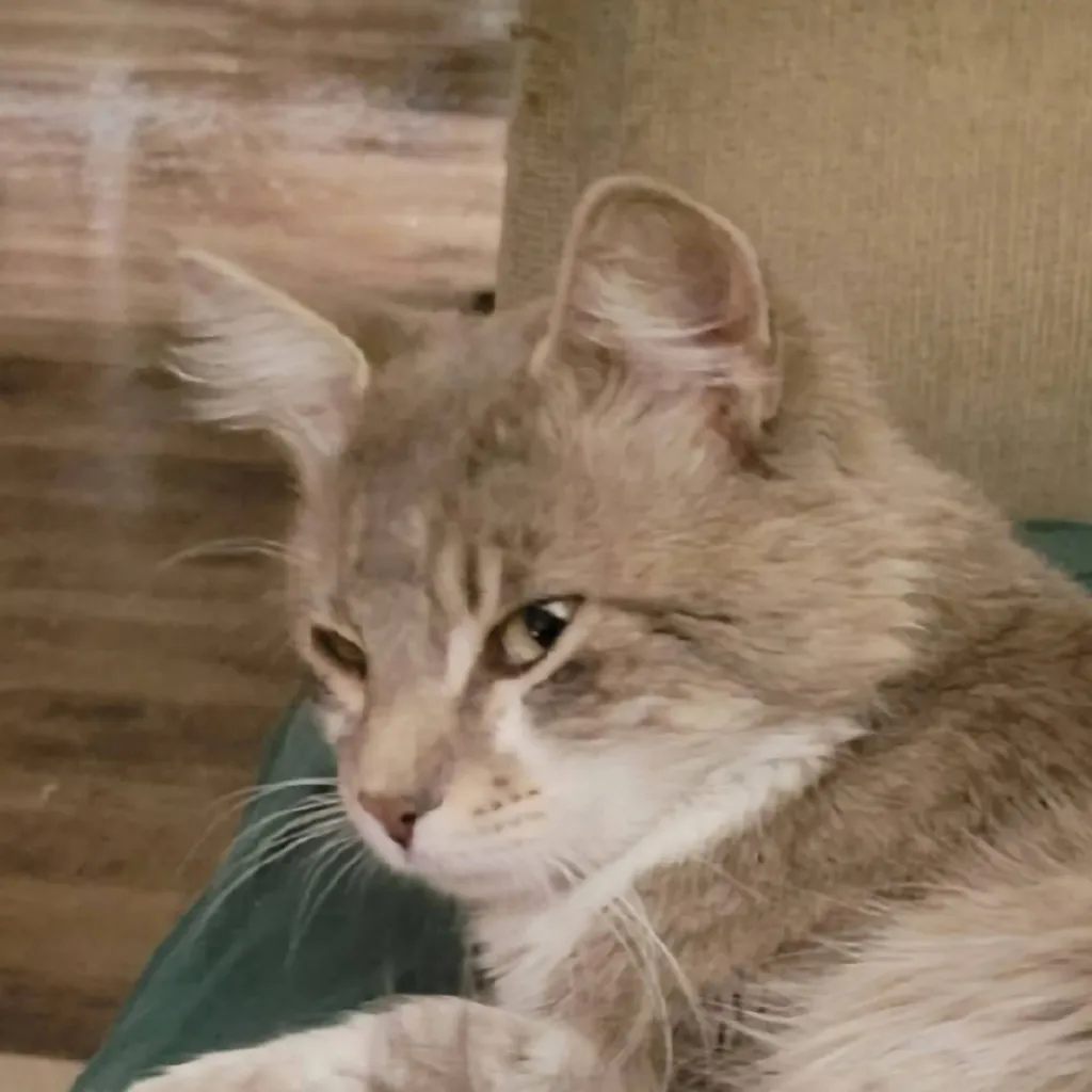 chat with ai character: Buddy the Cat