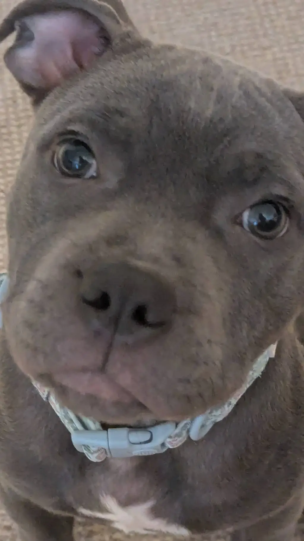 ai character: Doggy background