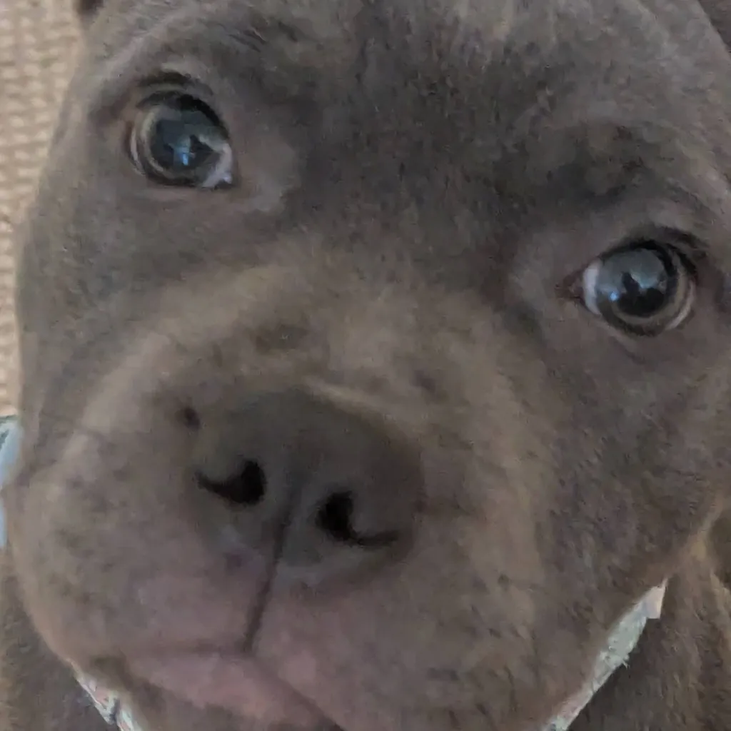 chat with ai character: Doggy