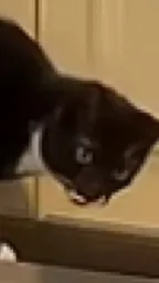 ai character: Hhh background