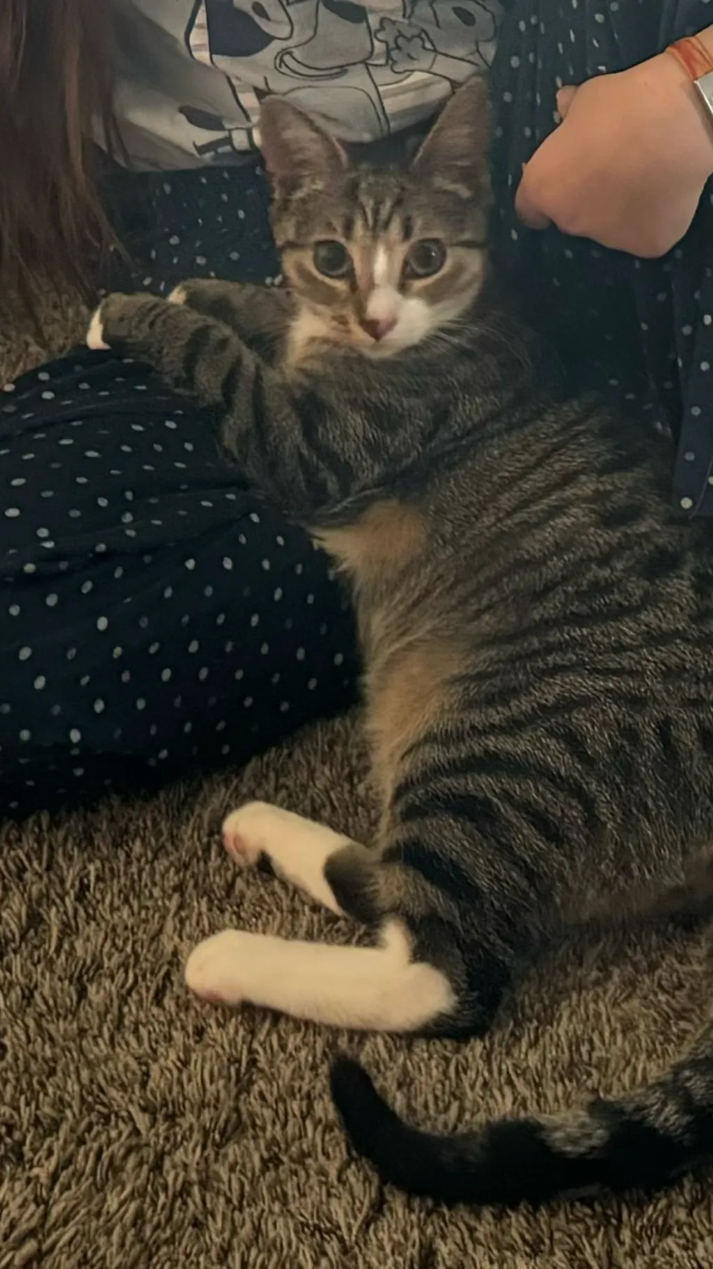 ai character: Kitty Therapy background