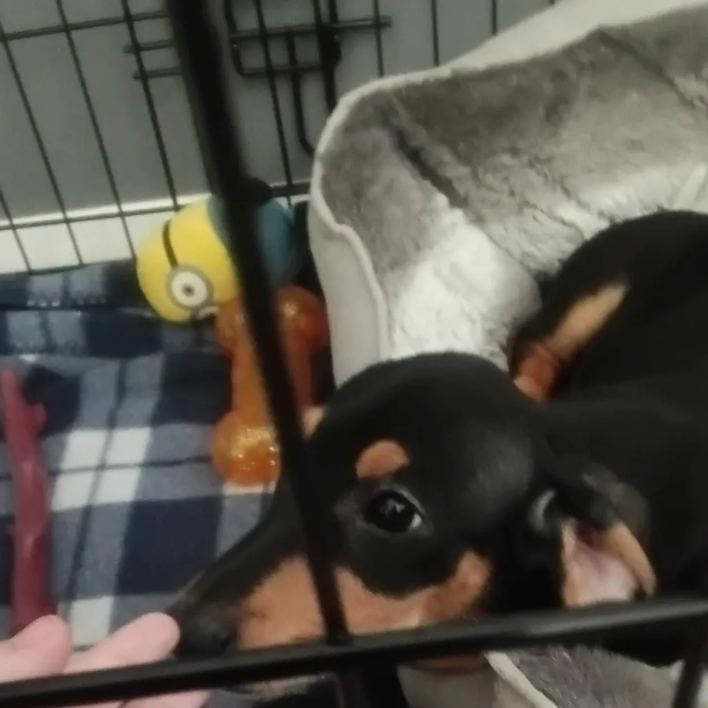 chat with ai character: The Meddler /TAWOG