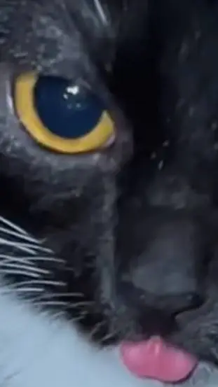 ai character: Jasmine background