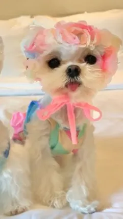 ai character: Hyunjin doggo background