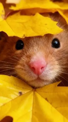 ai character: Requests background