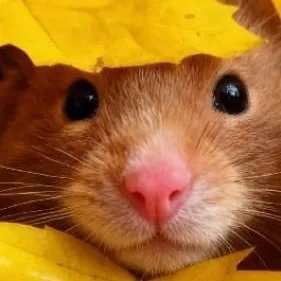 chat with ai character: Requests