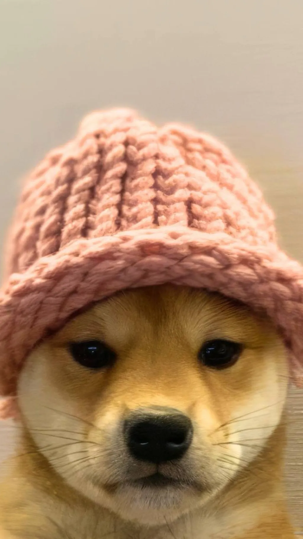 ai character: Dogwifhat background