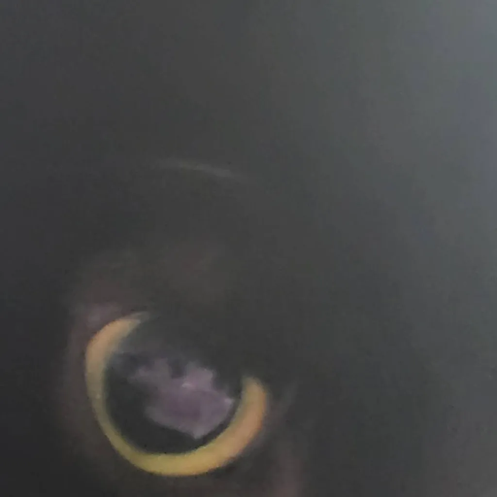 chat with ai character: my kitty:3