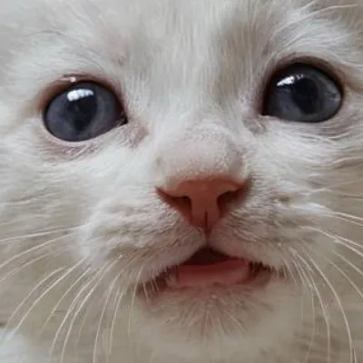 chat with ai character: Angry cat