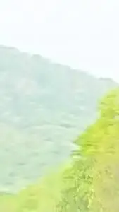 ai character: Warrior cats background
