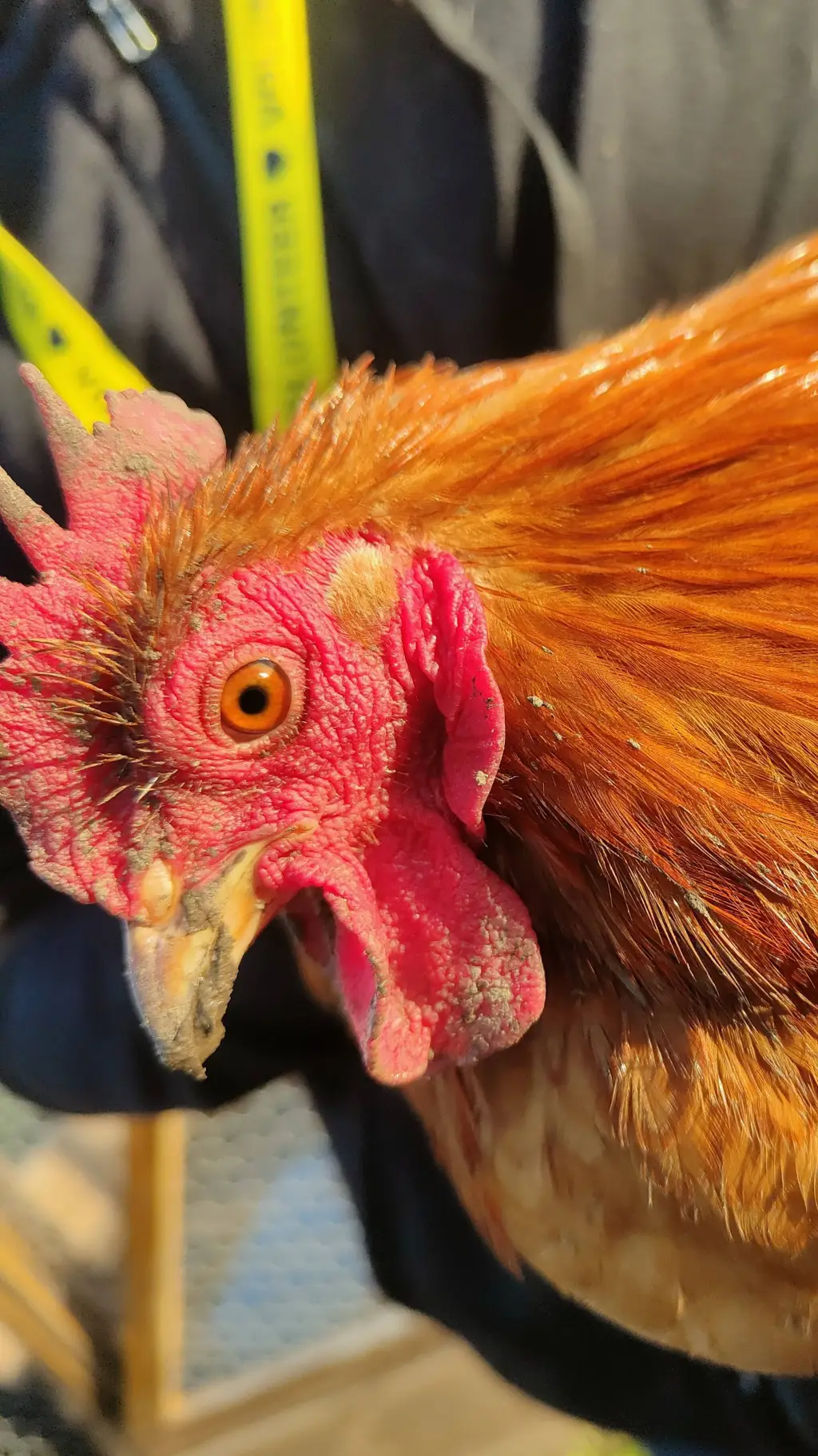 ai character: //Dandelion\\ background