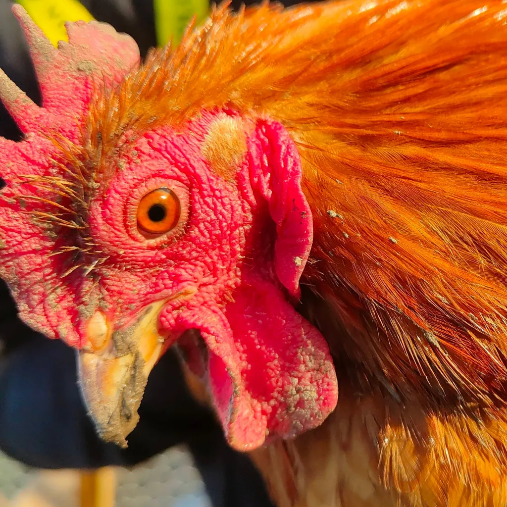 chat with ai character: //Dandelion\\