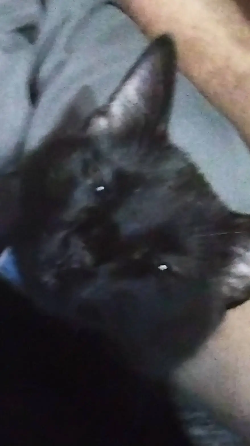 ai character: hamless larry🗣 background